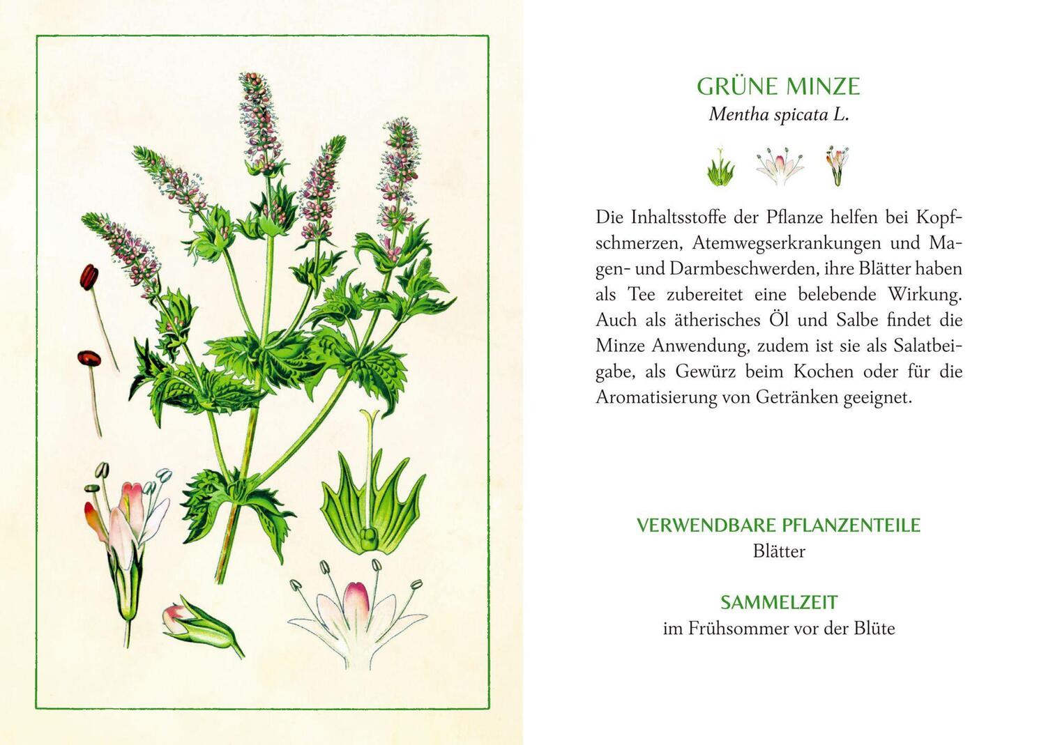 Bild: 9783649648826 | Kräuter und Blumen am Wegesrand | Das kleine Herbarium | Buch | 48 S.