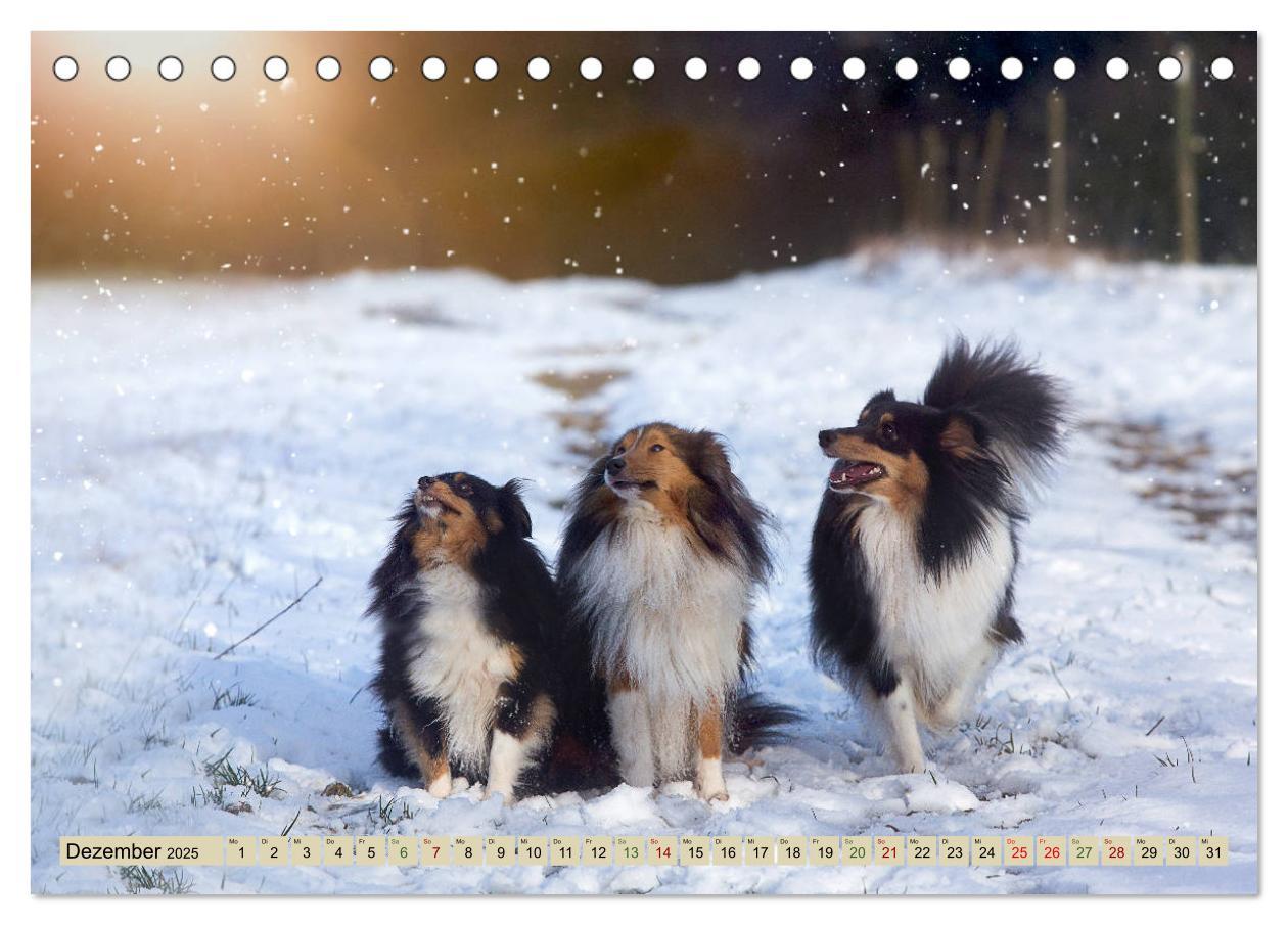 Bild: 9783435422678 | SHELTIES Liebe auf 4 Pfoten (Tischkalender 2025 DIN A5 quer),...