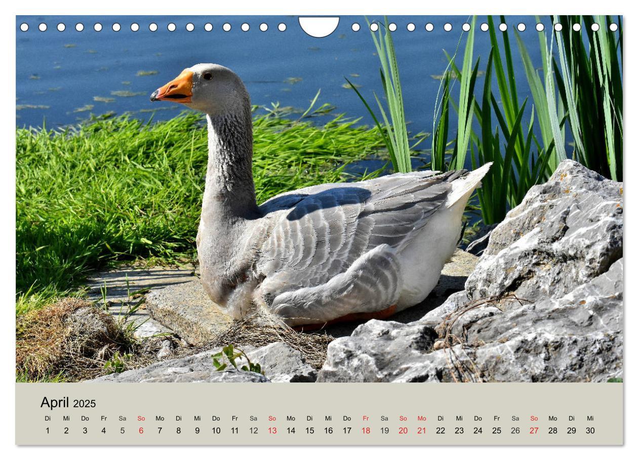 Bild: 9783435316755 | Gänse. Von wegen dumme Gans! (Wandkalender 2025 DIN A4 quer),...