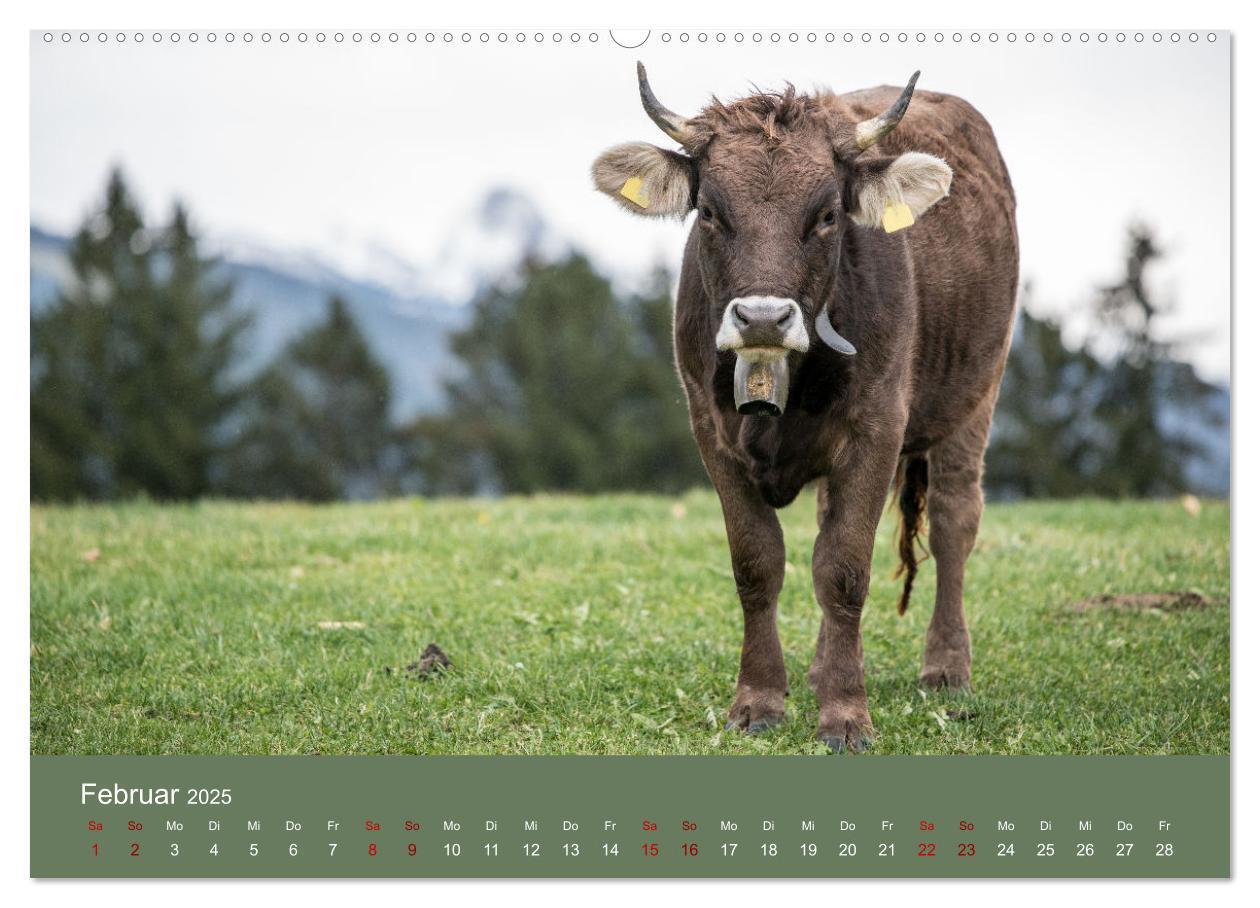 Bild: 9783383832147 | Allgäuer Rindvieh 2025 (Wandkalender 2025 DIN A2 quer), CALVENDO...