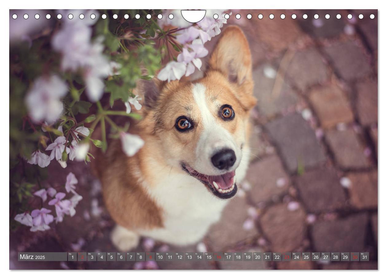 Bild: 9783435118861 | Welsh Corgi - Der Kobold unter den Hunden (Wandkalender 2025 DIN A4...