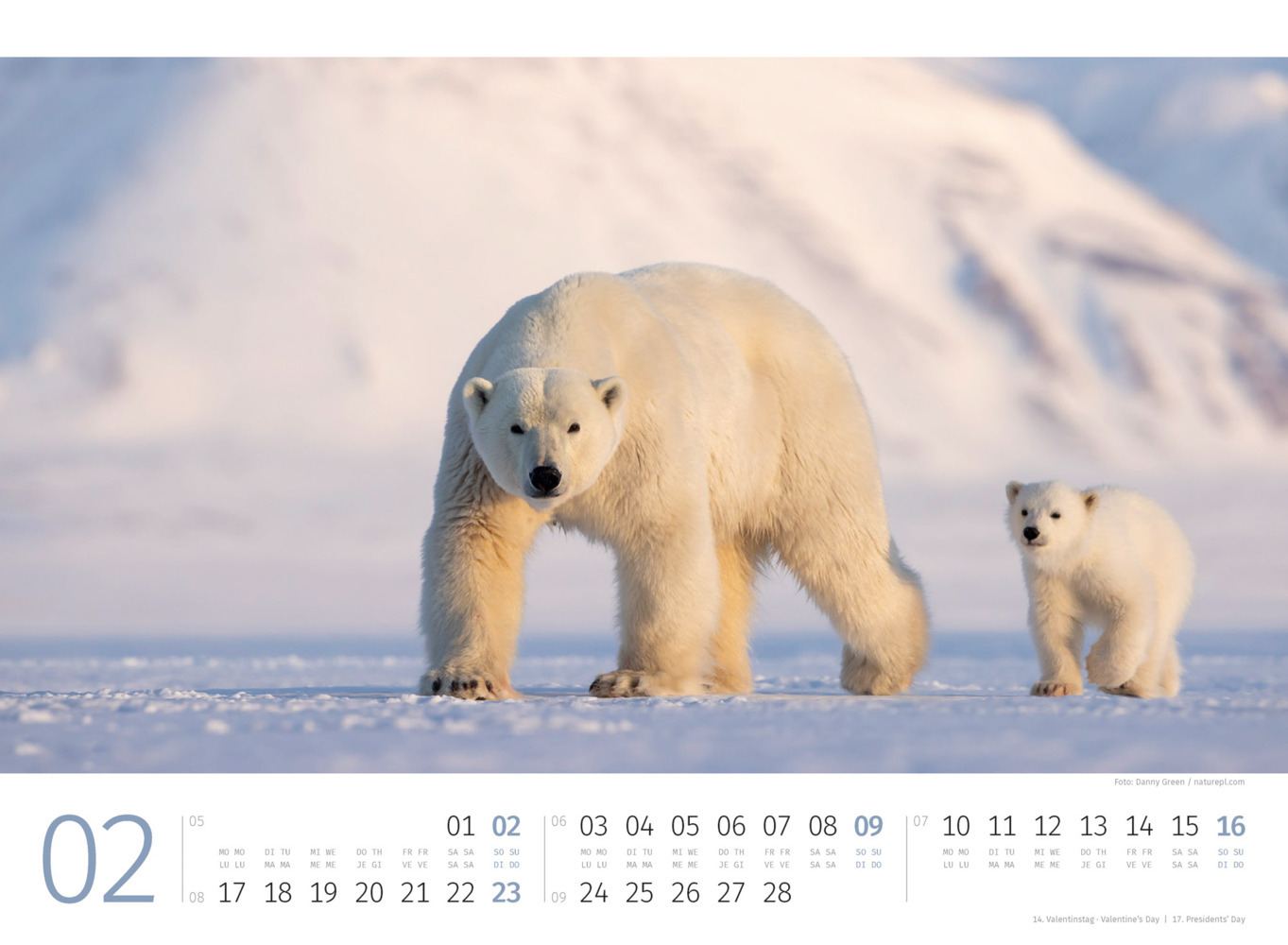 Bild: 9783838425986 | Eisbären Kalender 2025 | Ackermann Kunstverlag | Kalender | 14 S.