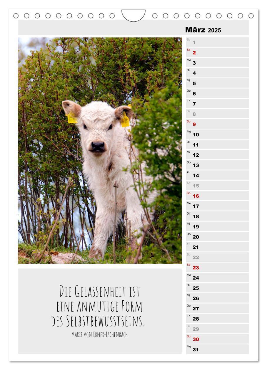 Bild: 9783435894338 | Coole Rindviecher (Wandkalender 2025 DIN A4 hoch), CALVENDO...