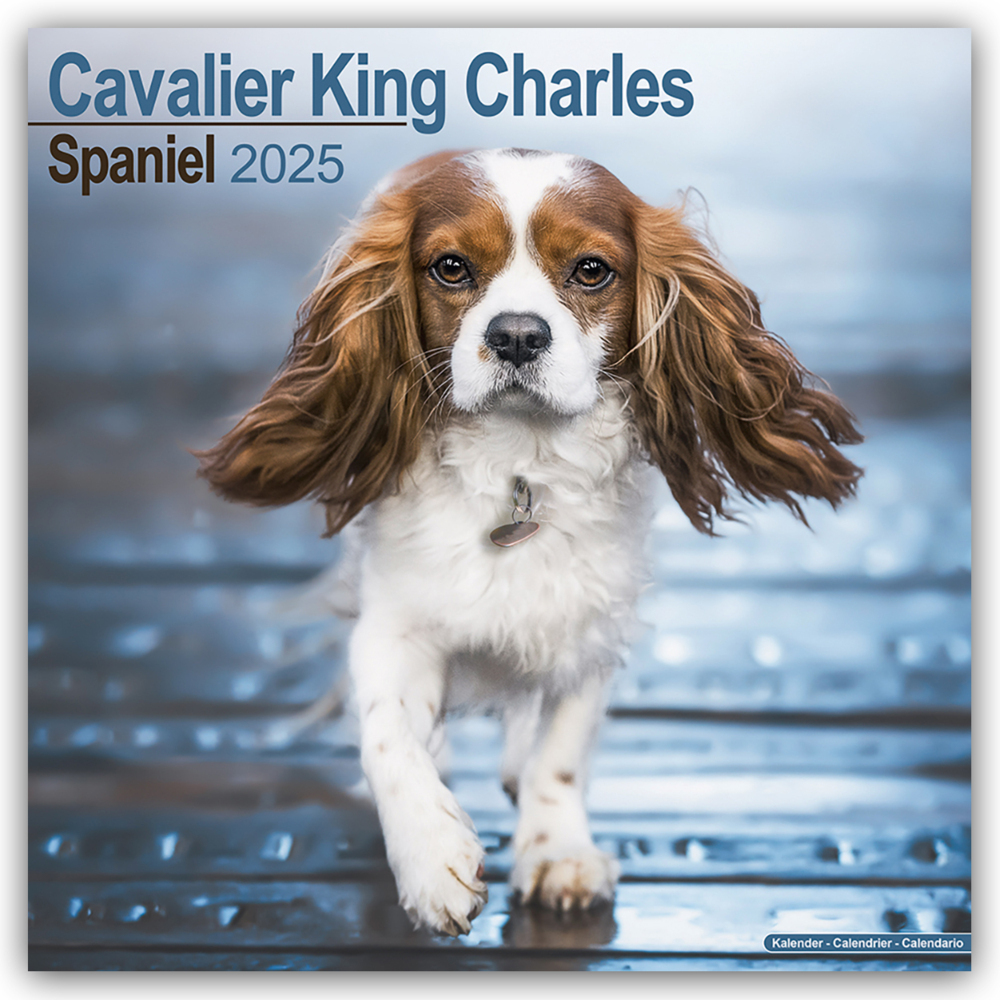 Cover: 9781804603260 | Cavalier King Charles Spaniel 2025 - 16-Monatskalender | Ltd | 13 S.