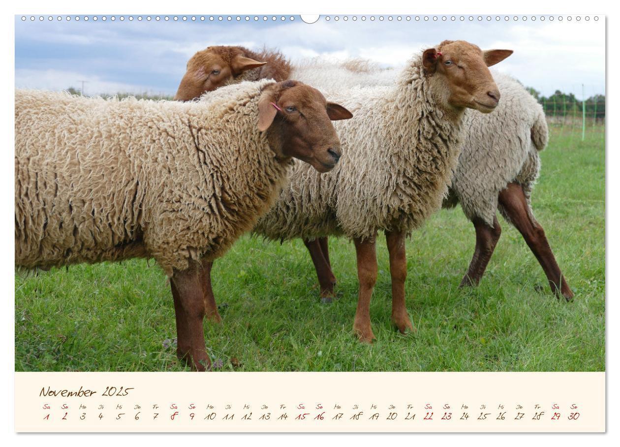 Bild: 9783435172405 | Coburger Fuchsschaf (Wandkalender 2025 DIN A2 quer), CALVENDO...