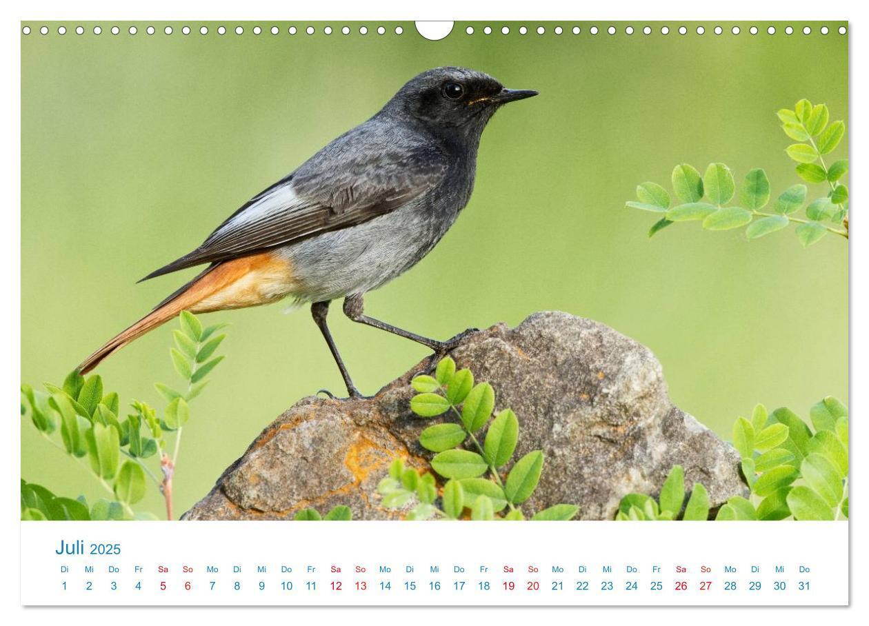 Bild: 9783435464357 | Singvögel - 12 Arten im Garten (Wandkalender 2025 DIN A3 quer),...