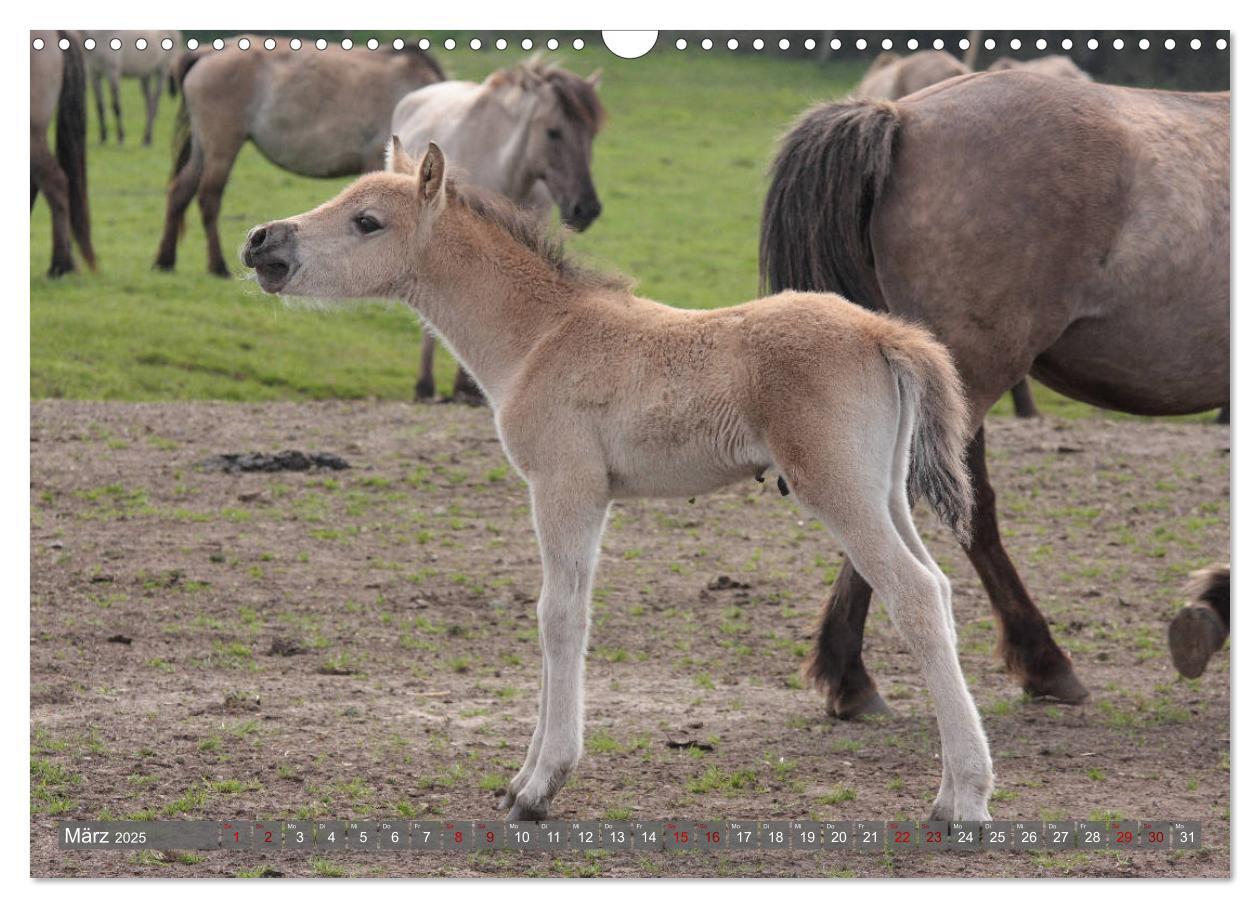 Bild: 9783435411573 | Dülmener Wildpferde - Wildpferde im Meerfelder Bruch (Wandkalender...