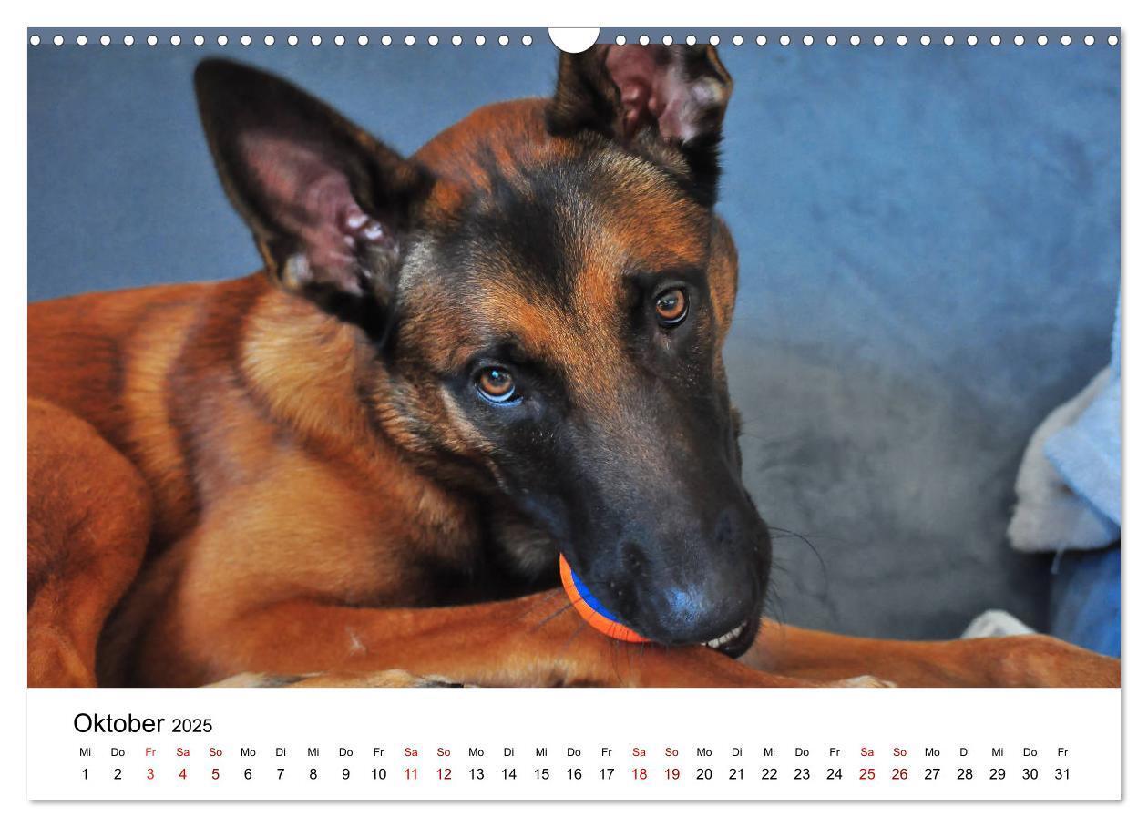 Bild: 9783435340019 | Malinois - Wahnsinn auf vier Pfoten (Wandkalender 2025 DIN A3...