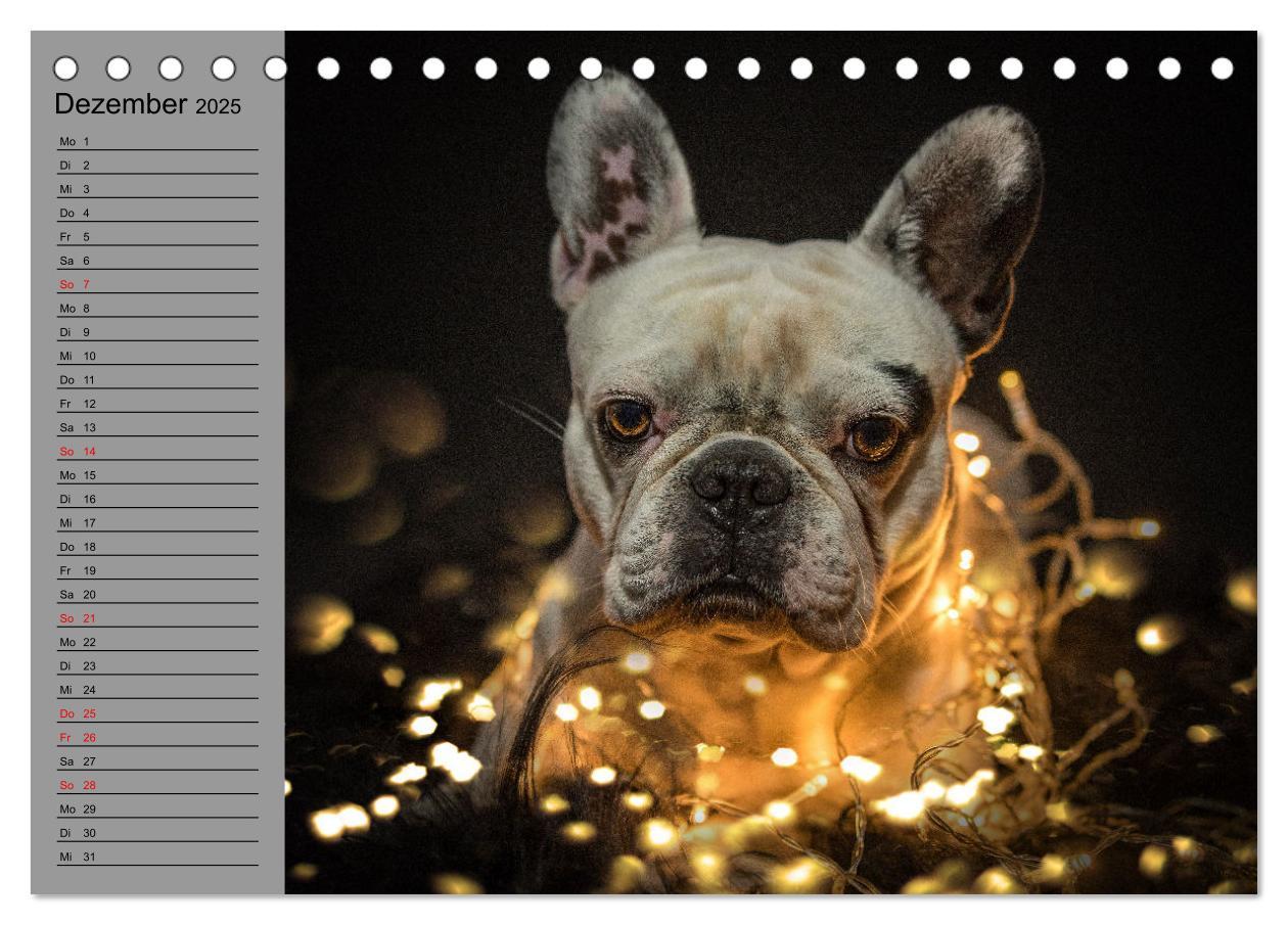 Bild: 9783435025626 | Bullymania - Französische Bulldoggen (Tischkalender 2025 DIN A5...