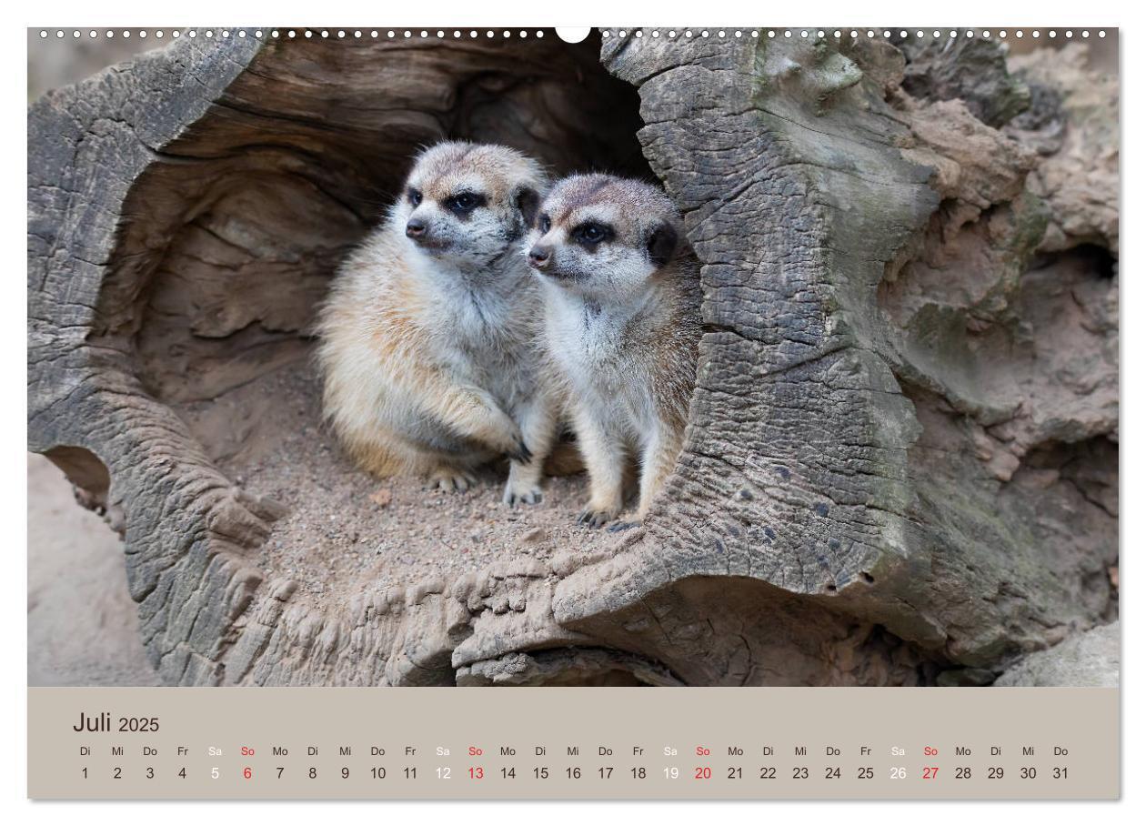 Bild: 9783435210640 | Quirlige Erdmännchen (Wandkalender 2025 DIN A2 quer), CALVENDO...