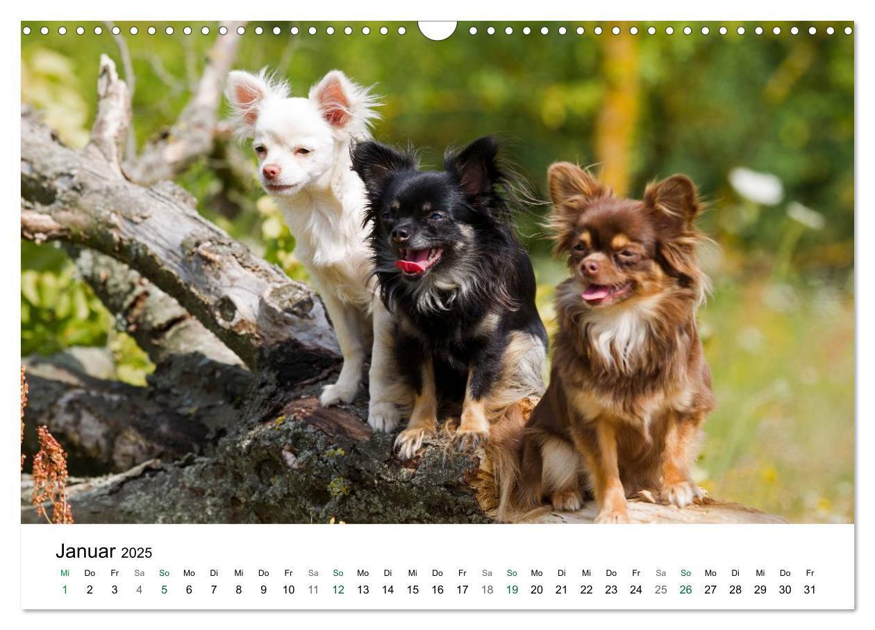 Bild: 9783435772247 | Chihuahuas - kleine Herzensbrecher (Wandkalender 2025 DIN A3 quer),...