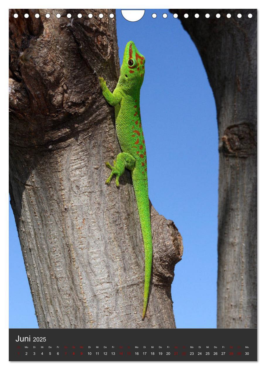 Bild: 9783435994304 | GECKOS (Wandkalender 2025 DIN A4 hoch), CALVENDO Monatskalender | 2025