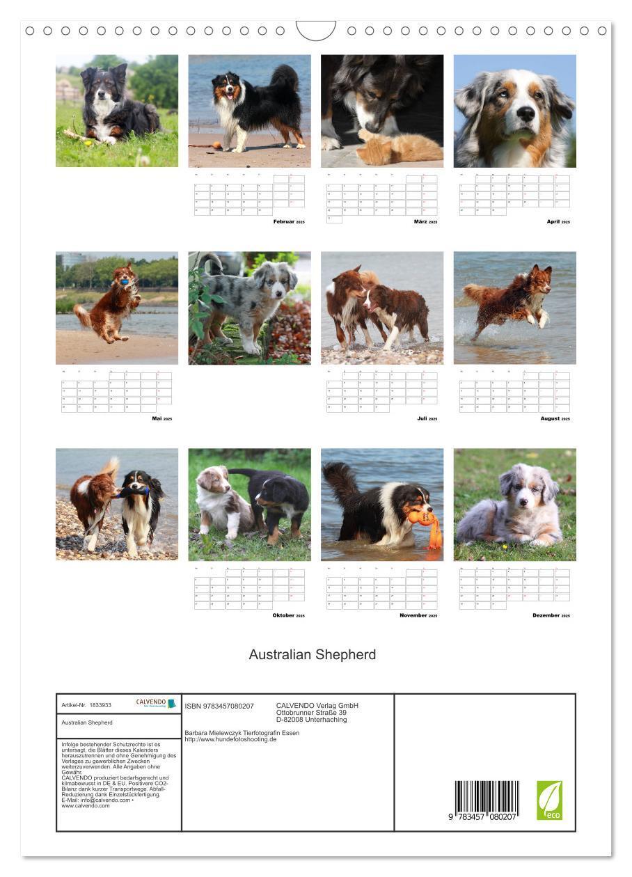 Bild: 9783457080207 | Australian Shepherd (Wandkalender 2025 DIN A3 hoch), CALVENDO...