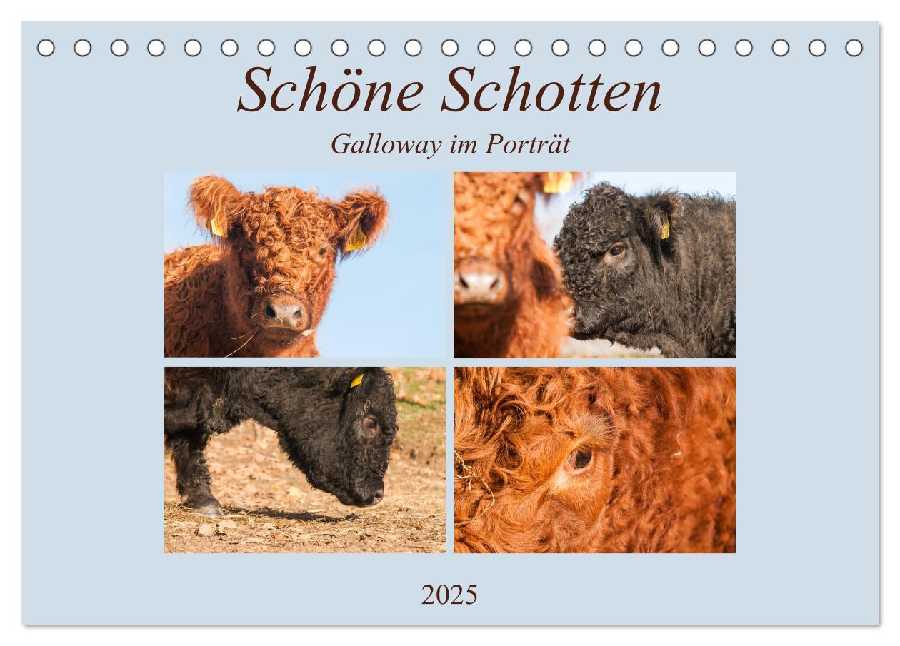 Cover: 9783435180806 | Schöne Schotten - Galloway im Porträt (Tischkalender 2025 DIN A5...