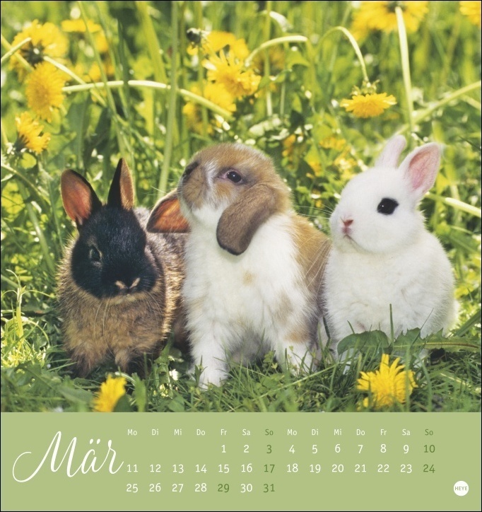 Bild: 9783756400621 | Süße Kaninchen Postkartenkalender 2024. Tierfotografin Monika...