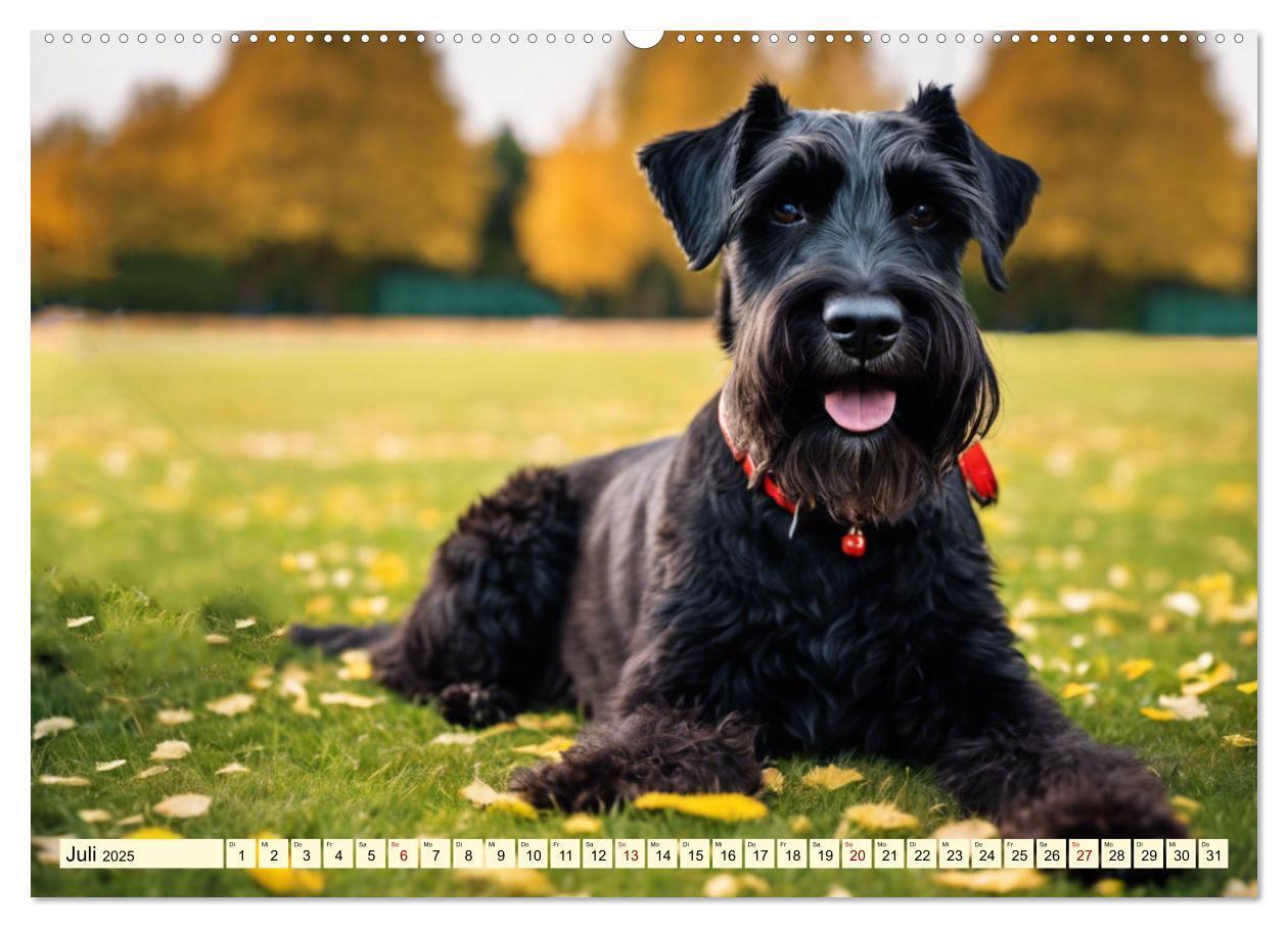 Bild: 9783457037423 | Schnauzer - vielseitige Allrounder (Wandkalender 2025 DIN A2 quer),...