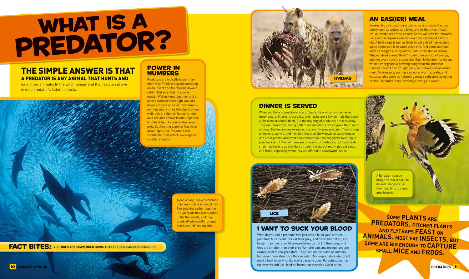 Bild: 9781426325342 | National Geographic Kids Everything Predators | Blake Hoena | Buch