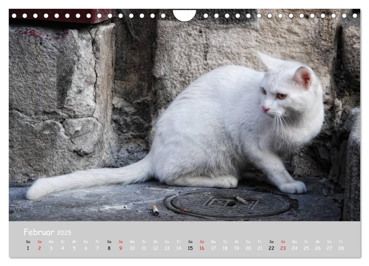 Bild: 9783435787975 | Katzen des Südens (Wandkalender 2025 DIN A4 quer), CALVENDO...