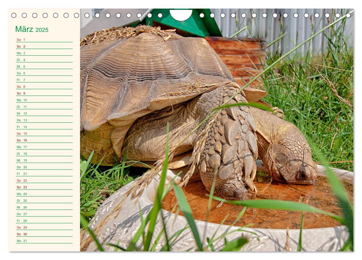 Bild: 9783435131983 | Meine Schildkröten - Geburtstagskalender (Wandkalender 2025 DIN A4...