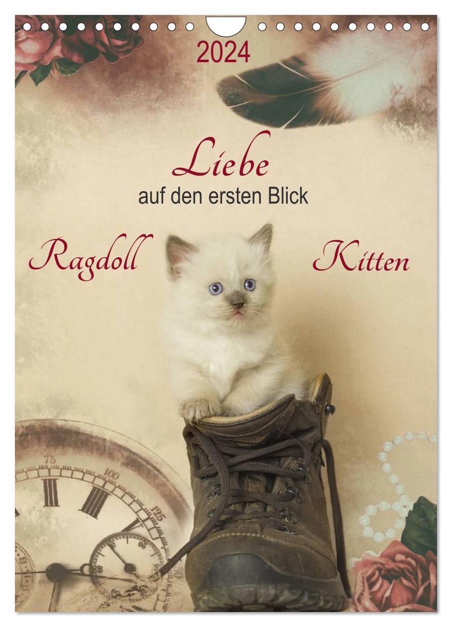 Cover: 9783383261992 | Liebe auf den ersten Blick . Ragdoll Kitten (Wandkalender 2024 DIN...