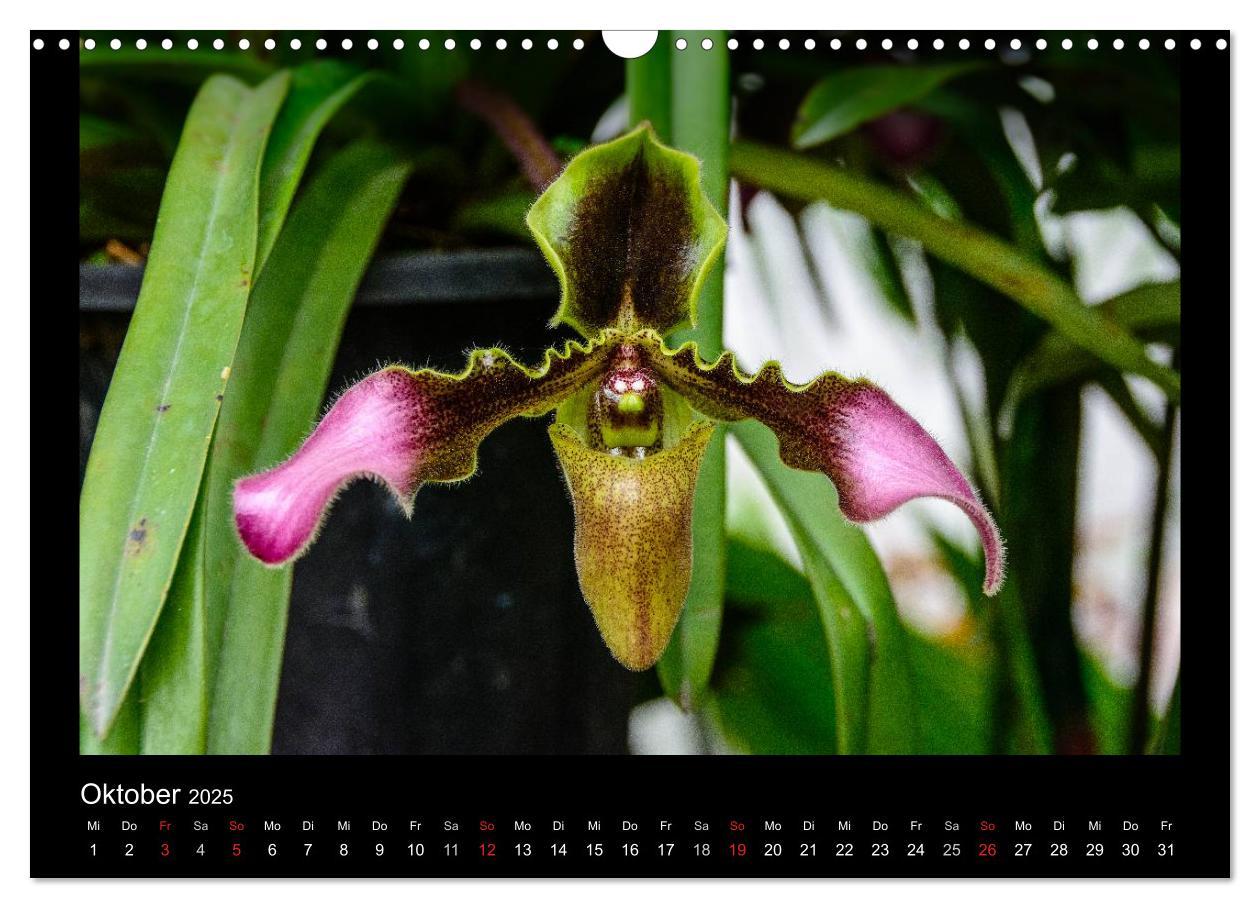 Bild: 9783435598915 | Wunderbare Orchideen (Wandkalender 2025 DIN A3 quer), CALVENDO...