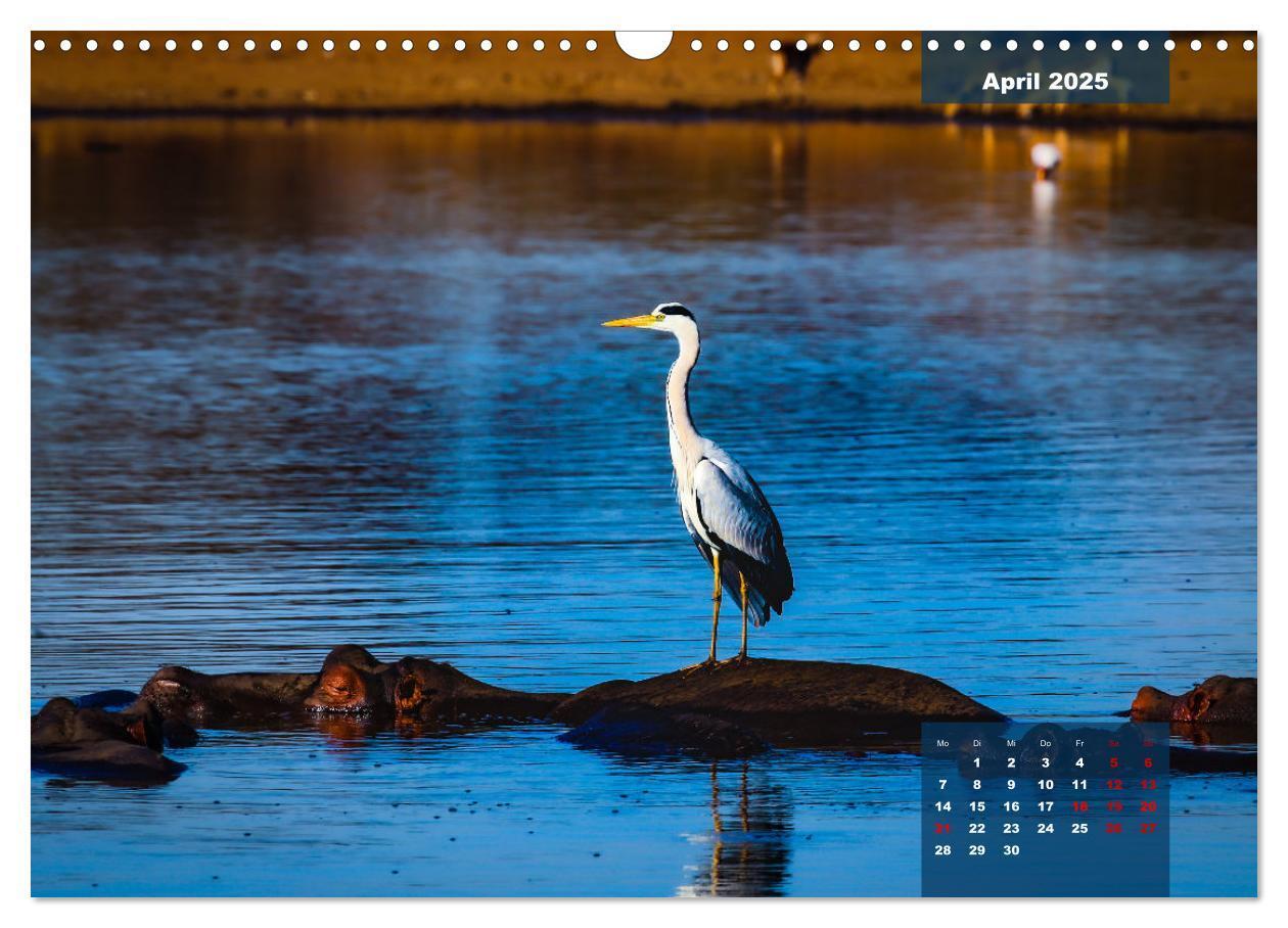 Bild: 9783435030613 | Die bunte Vogelwelt im Kruger National Park (Wandkalender 2025 DIN...