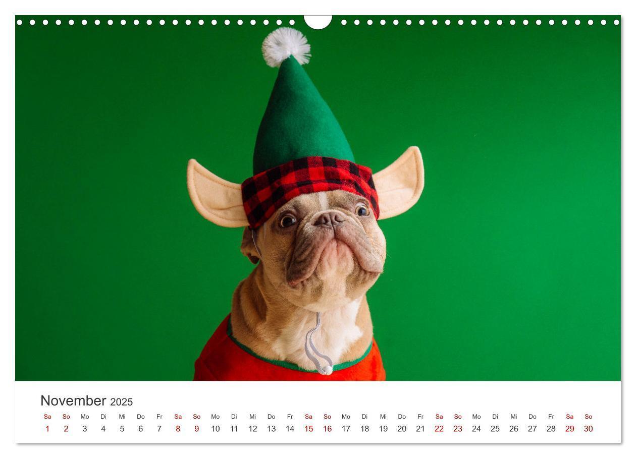 Bild: 9783457182680 | Die Bulldogge Henry (Wandkalender 2025 DIN A3 quer), CALVENDO...