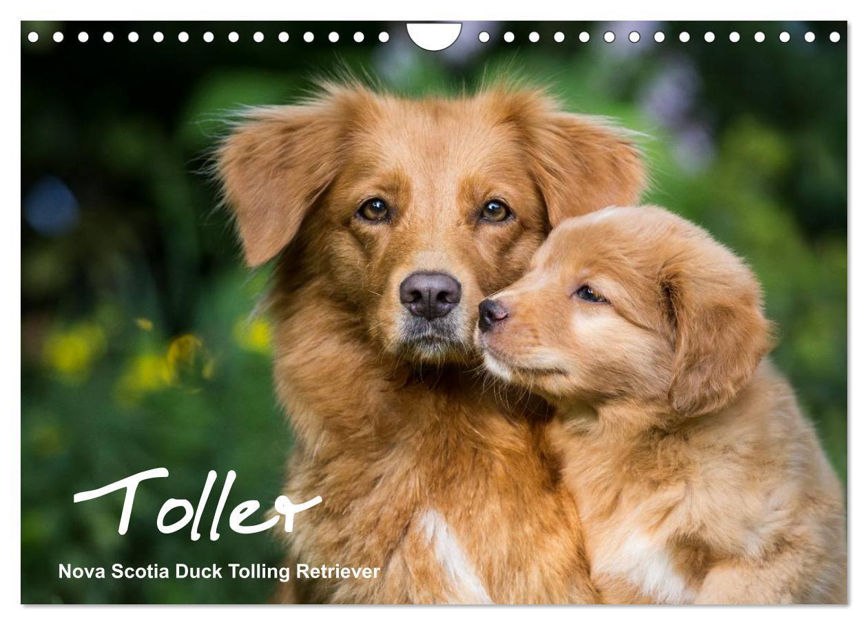 Cover: 9783435629770 | Toller - Nova Scotia Duck Tolling Retriever (Wandkalender 2025 DIN...