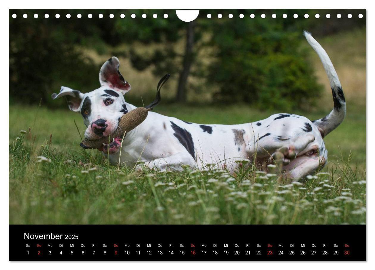 Bild: 9783435762293 | Deutsche Dogge 2025 (Wandkalender 2025 DIN A4 quer), CALVENDO...