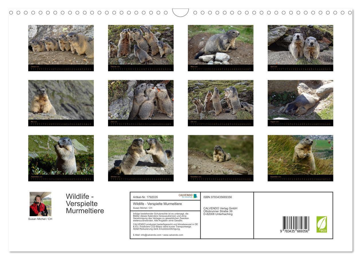 Bild: 9783435669356 | Wildlife - Verspielte Murmeltiere (Wandkalender 2025 DIN A3 quer),...