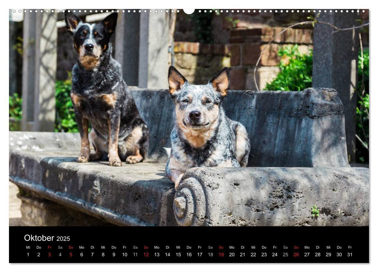 Bild: 9783435462902 | Australian Cattle Dogs zwischen Kunst und Kultur (Wandkalender 2025...