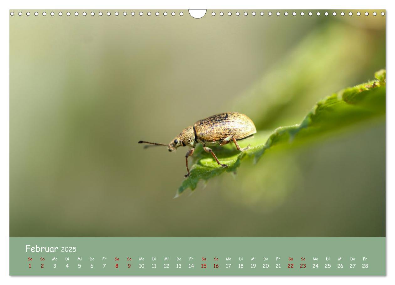 Bild: 9783435072873 | Insekten - Kleine Wunder (Wandkalender 2025 DIN A3 quer), CALVENDO...