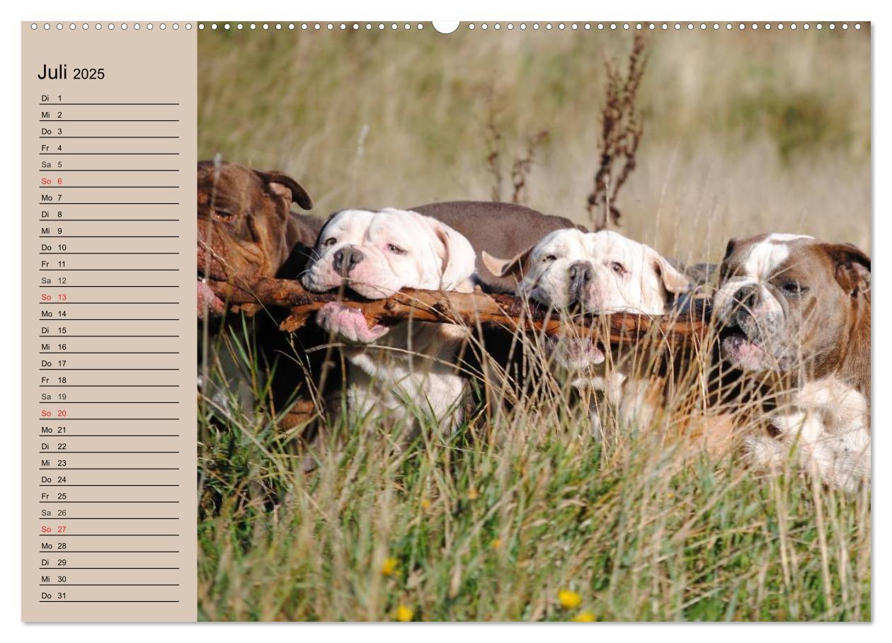 Bild: 9783435530861 | Faszination Bulldogge (hochwertiger Premium Wandkalender 2025 DIN...