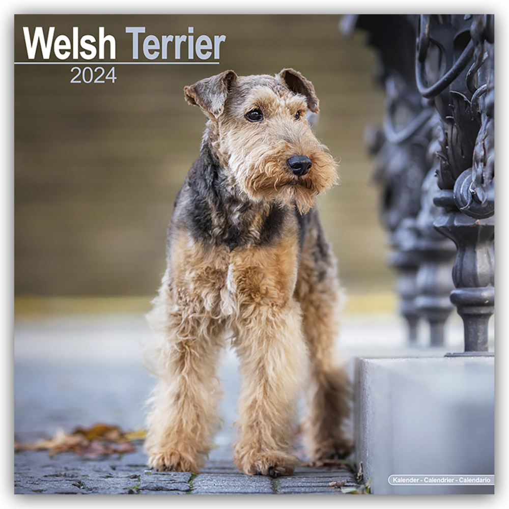 Cover: 9781804601037 | Welsh Terrier 2024 - 16-Monatskalender | Avonside Publishing Ltd