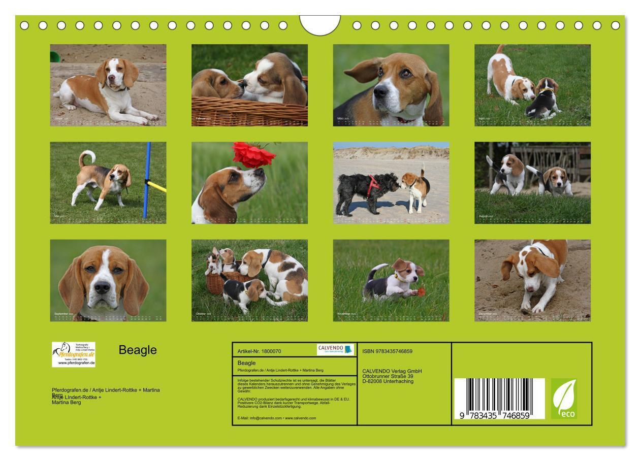 Bild: 9783435746859 | Beagle (Wandkalender 2025 DIN A4 quer), CALVENDO Monatskalender | Berg