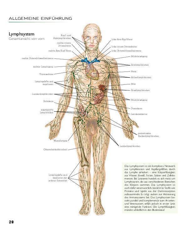 Bild: 9783966643849 | YOGA - Atlas der Anatomie | Svenja Tengs | Buch | 256 S. | Deutsch