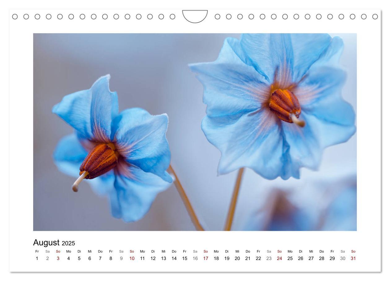 Bild: 9783435301355 | Blauer Blütentraum (Wandkalender 2025 DIN A4 quer), CALVENDO...