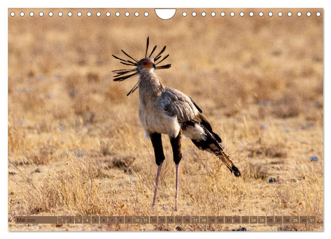 Bild: 9783383845468 | Wildlife Namibia - Etosha und Kalahari (Wandkalender 2025 DIN A4...