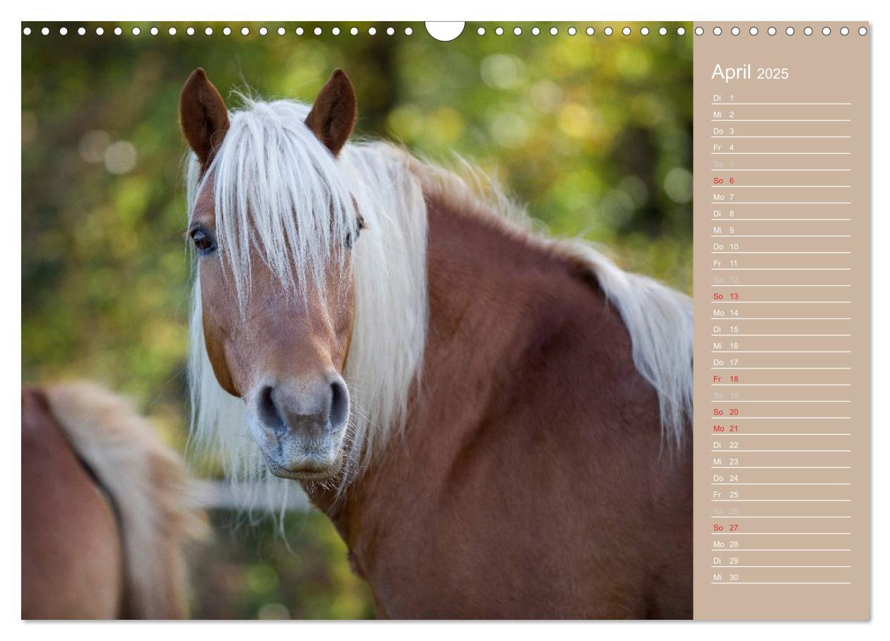 Bild: 9783435742905 | Haflinger / Geburtstagskalender (Wandkalender 2025 DIN A3 quer),...