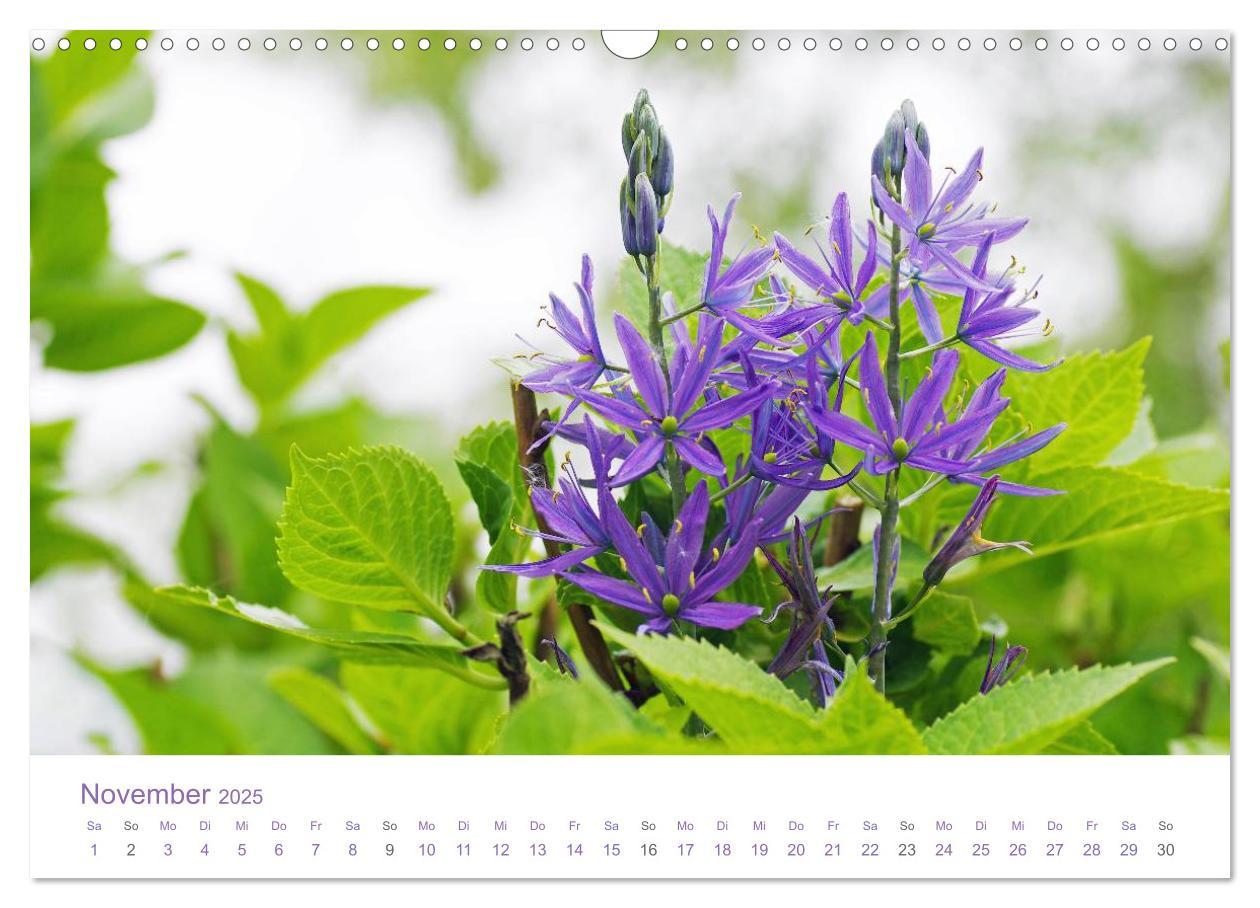 Bild: 9783435810048 | Blumen &amp; Blüten Träume (Wandkalender 2025 DIN A3 quer), CALVENDO...