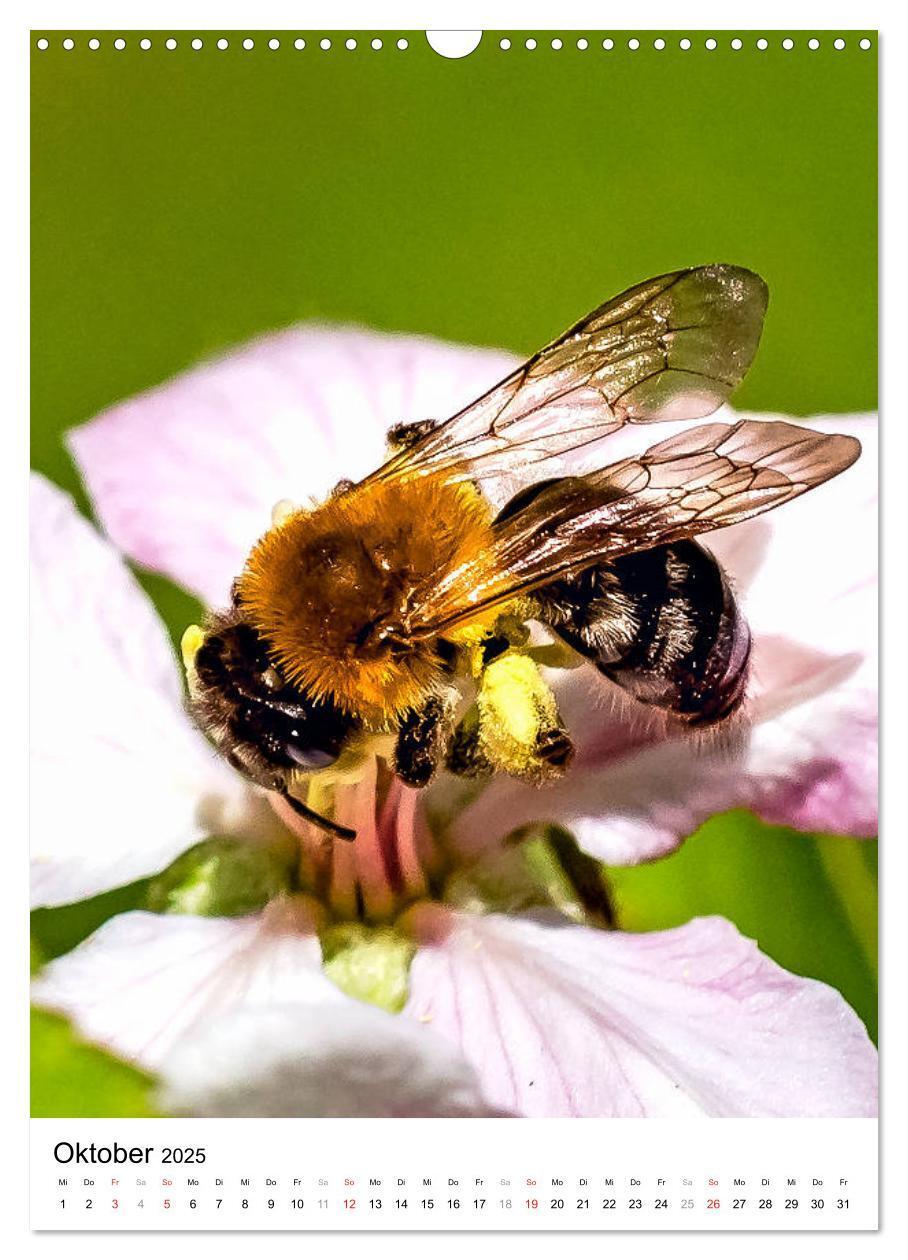 Bild: 9783435966448 | BIENEN - Kleine Nützlinge ganz nah (Wandkalender 2025 DIN A3 hoch),...