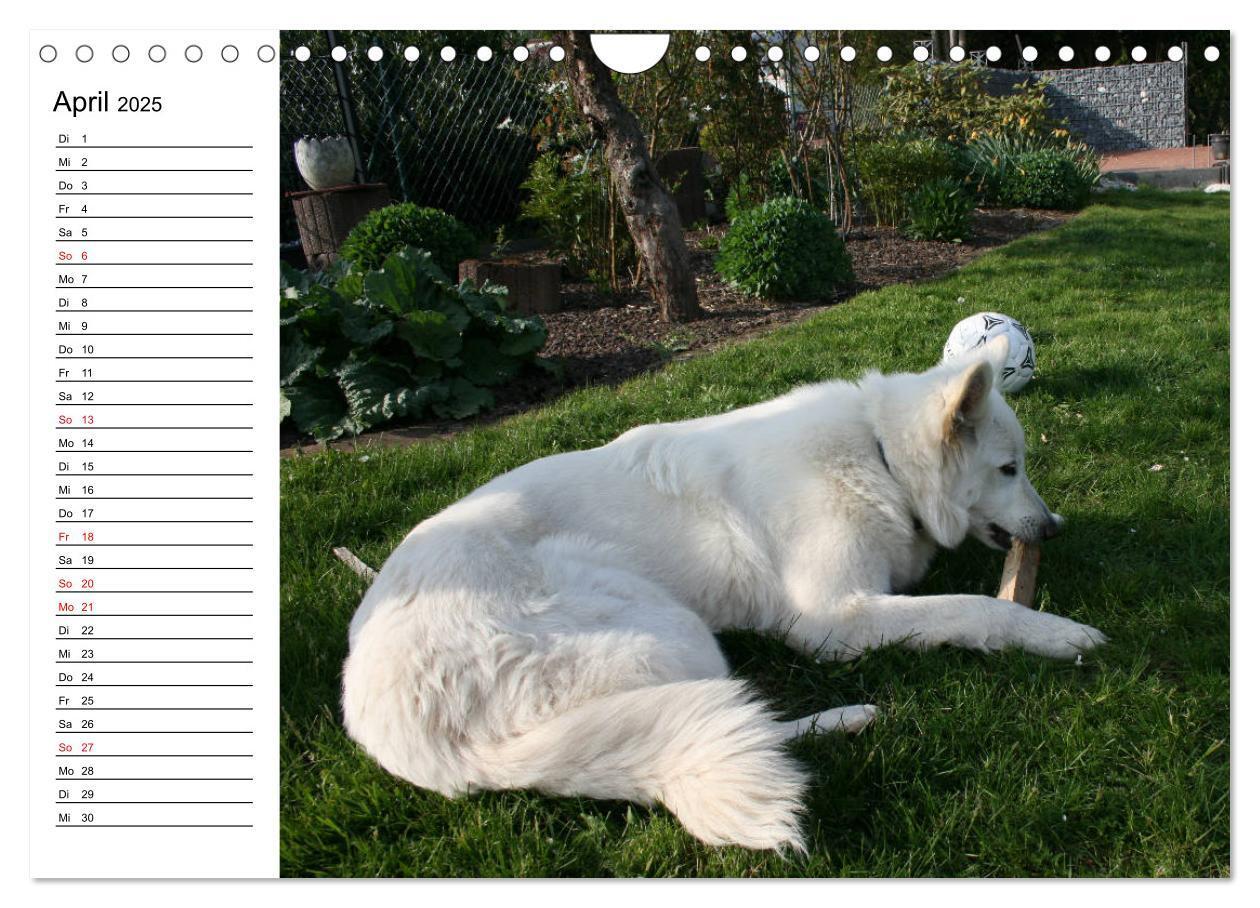 Bild: 9783435237982 | Berger Blanc Suisse - Weißer Schweizer Schäferhund (Wandkalender...