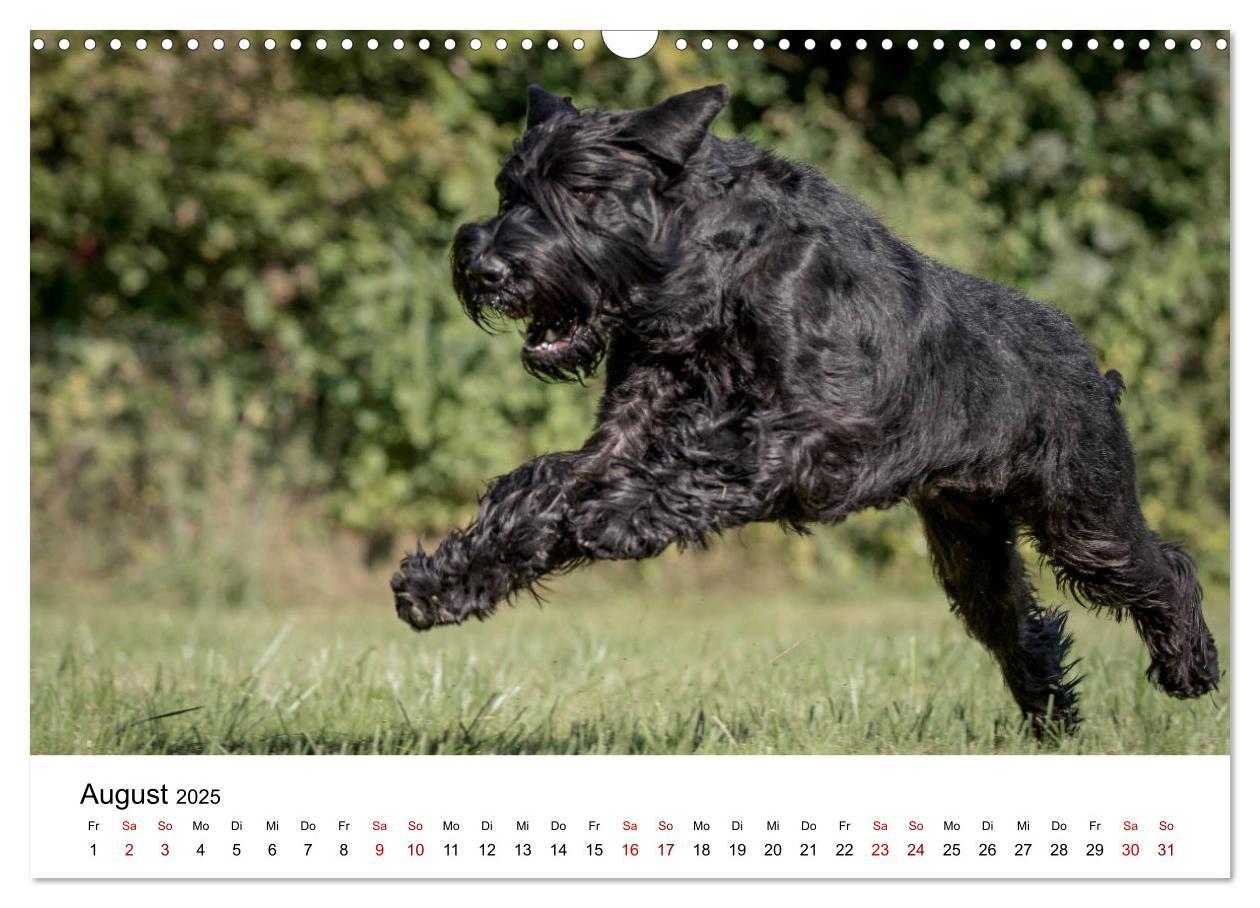 Bild: 9783435424535 | Schnauzer... von Zwergen und Riesen 2025 (Wandkalender 2025 DIN A3...