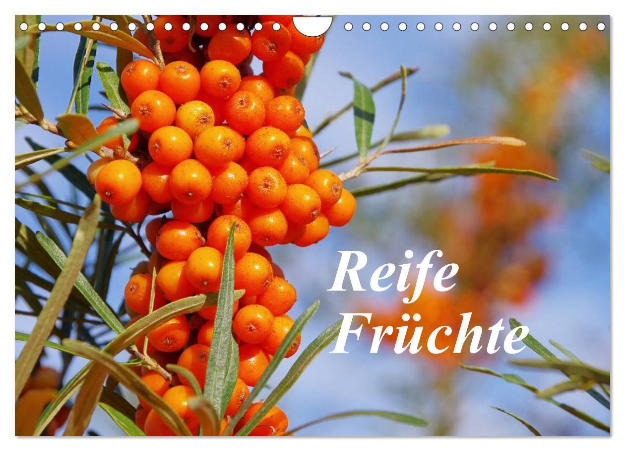 Cover: 9783383534089 | Reife Früchte (Wandkalender 2024 DIN A4 quer), CALVENDO Monatskalender