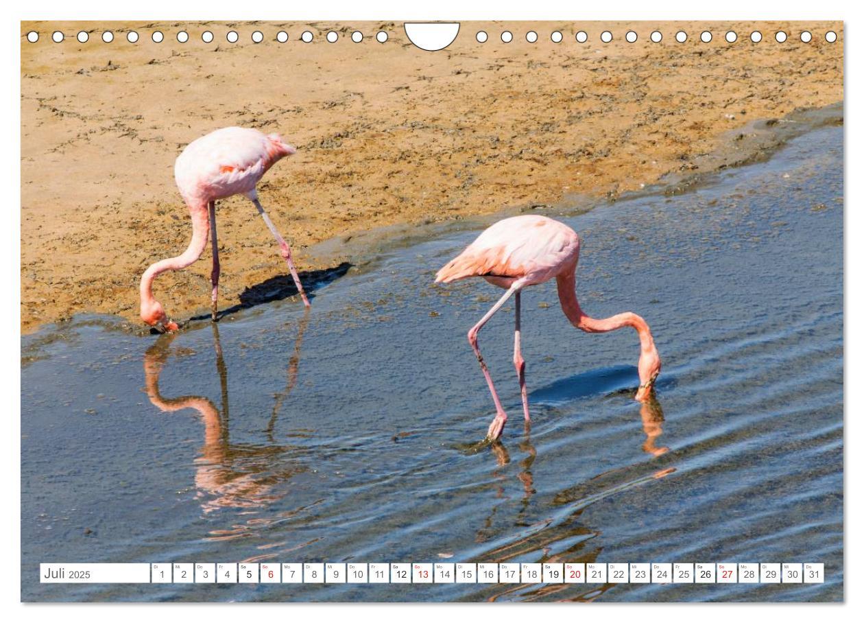 Bild: 9783435630684 | Galapagos. Verzauberte Inseln (Wandkalender 2025 DIN A4 quer),...