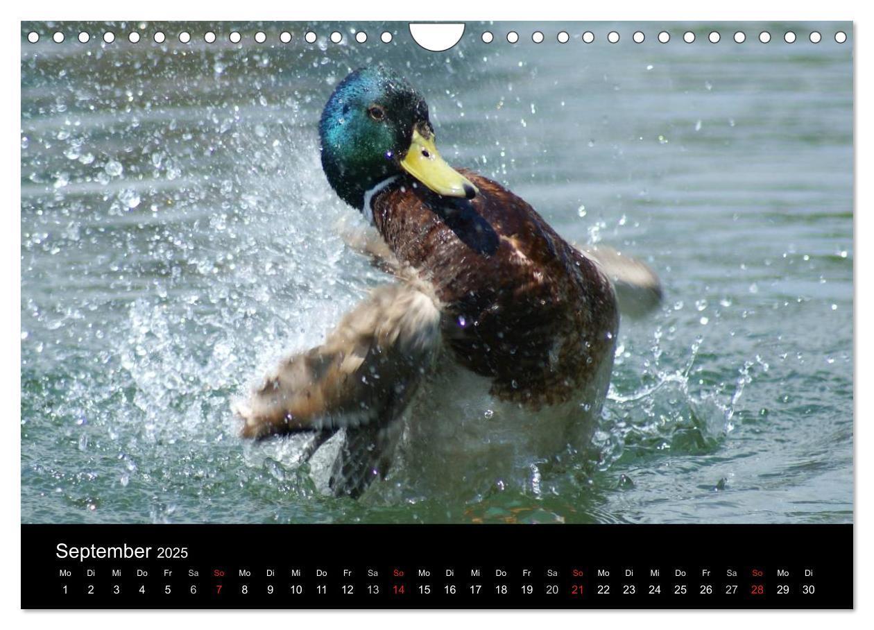 Bild: 9783435840779 | Das Leben der Enten (Wandkalender 2025 DIN A4 quer), CALVENDO...