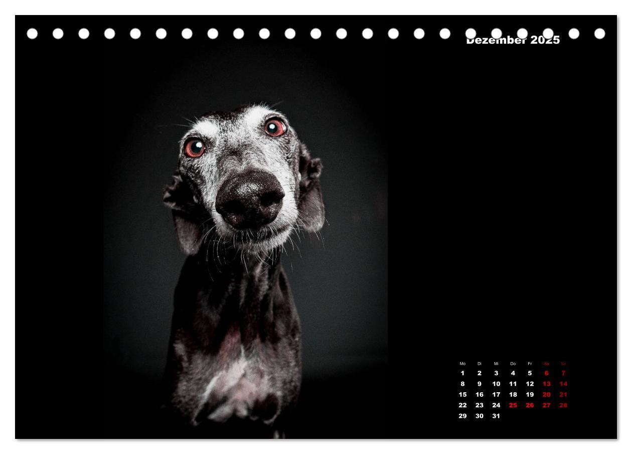 Bild: 9783435227716 | Die Stimme der Windhunde (Tischkalender 2025 DIN A5 quer), CALVENDO...