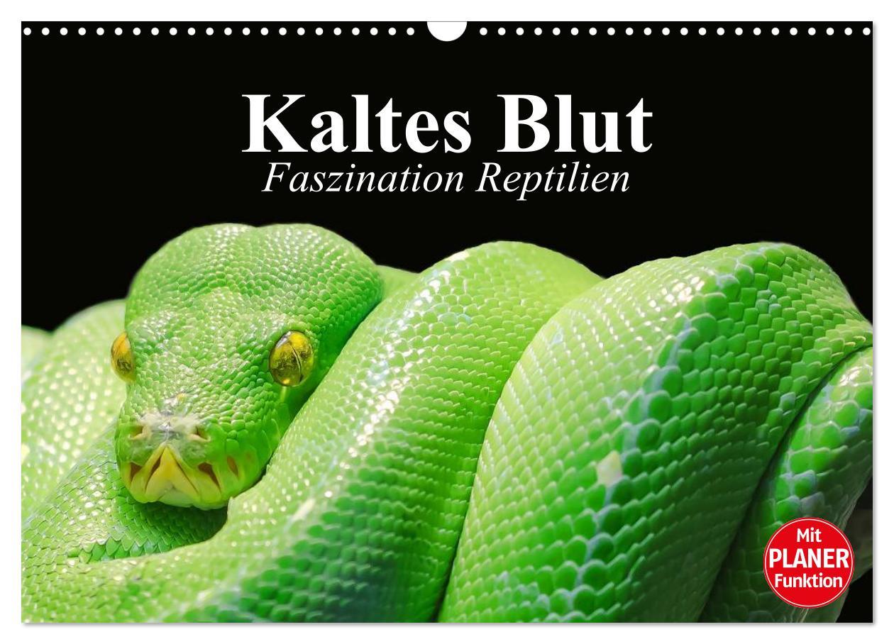 Cover: 9783435529261 | Kaltes Blut. Faszination Reptilien (Wandkalender 2025 DIN A3 quer),...