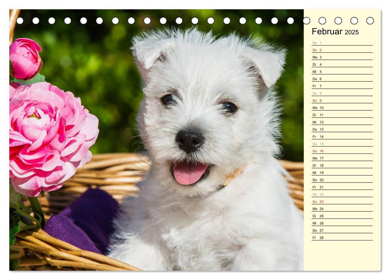 Bild: 9783435459643 | Kobold auf 4 Pfoten - West Highland White Terrier (Tischkalender...