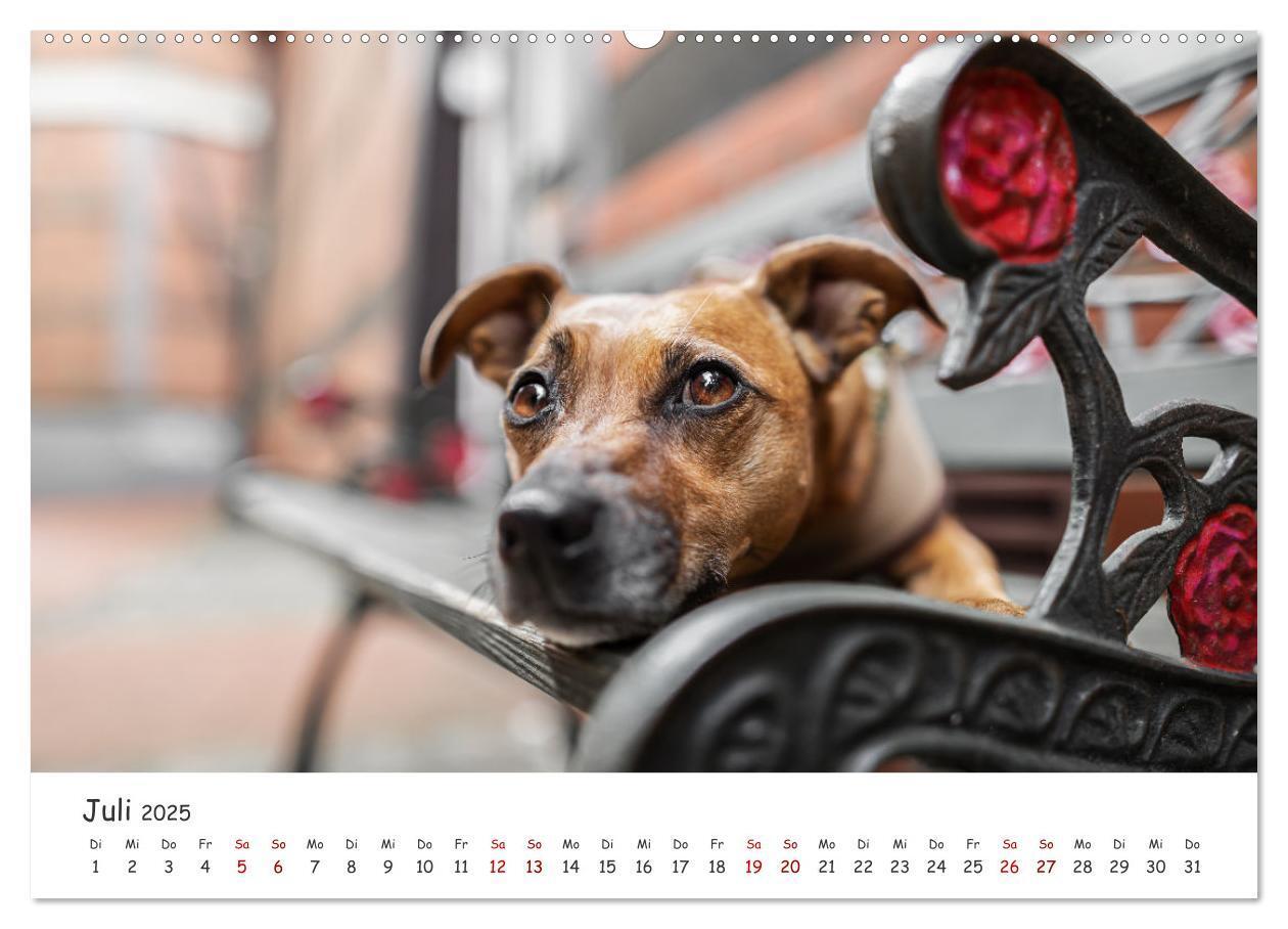 Bild: 9783457183557 | Berlin City Dogs - Berliner Hunde (Wandkalender 2025 DIN A2 quer),...